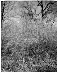 B&W yellow bush sutton 2018