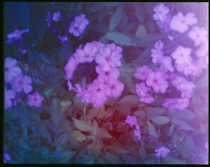 colour flowers pinhole