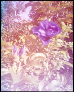 Ektachrome Roses